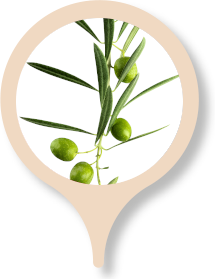 "Aceite celular" de células madre del olivo silvestre